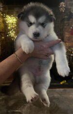 Lucy - Image 3