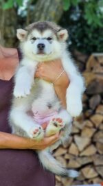 Teddy - Image 2