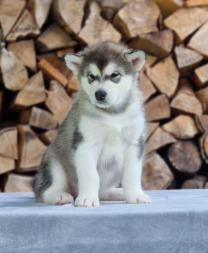 Bella - Image 1