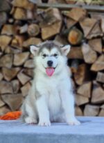 Bella - Image 2