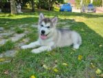 alaskan malamute puppies for sale​