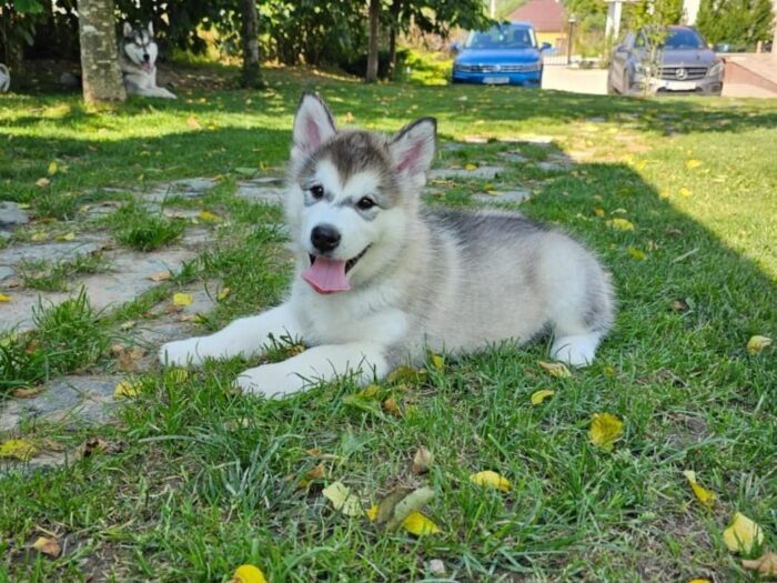 alaskan malamute puppies for sale​