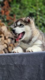 Duke - Image 3