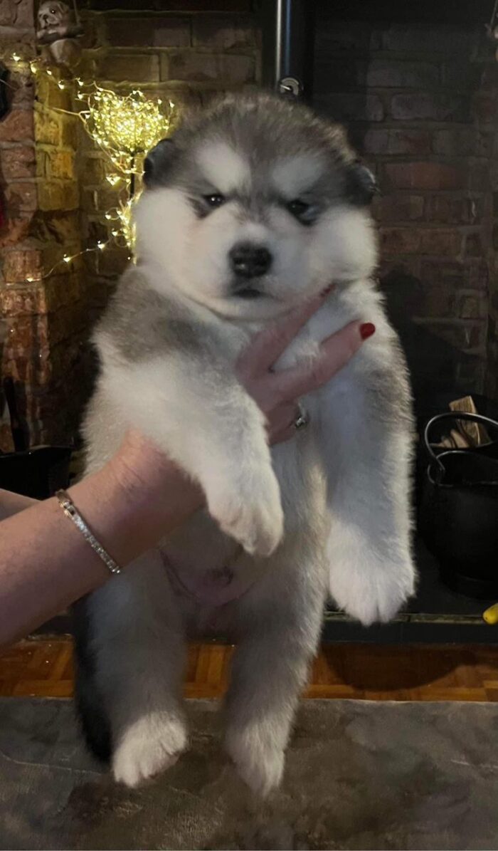 Lucy - Image 1