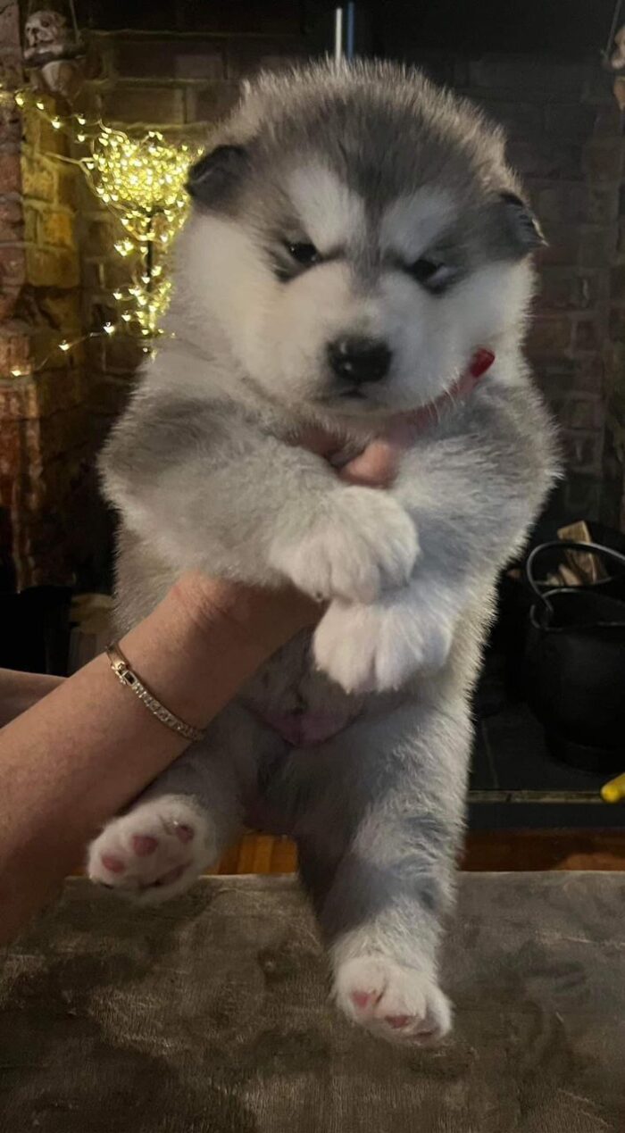 Lucy - Image 2