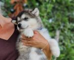 Milo - Image 2