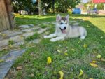 Lily - Image 2