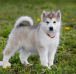 Molly - Image 2
