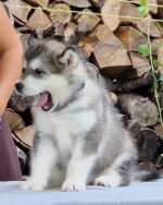 Milo