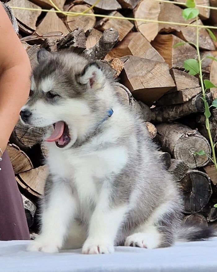 Milo - Image 1