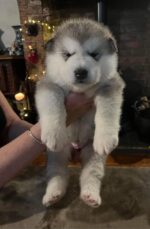 Lucy - Image 4