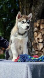 Duke - Image 2