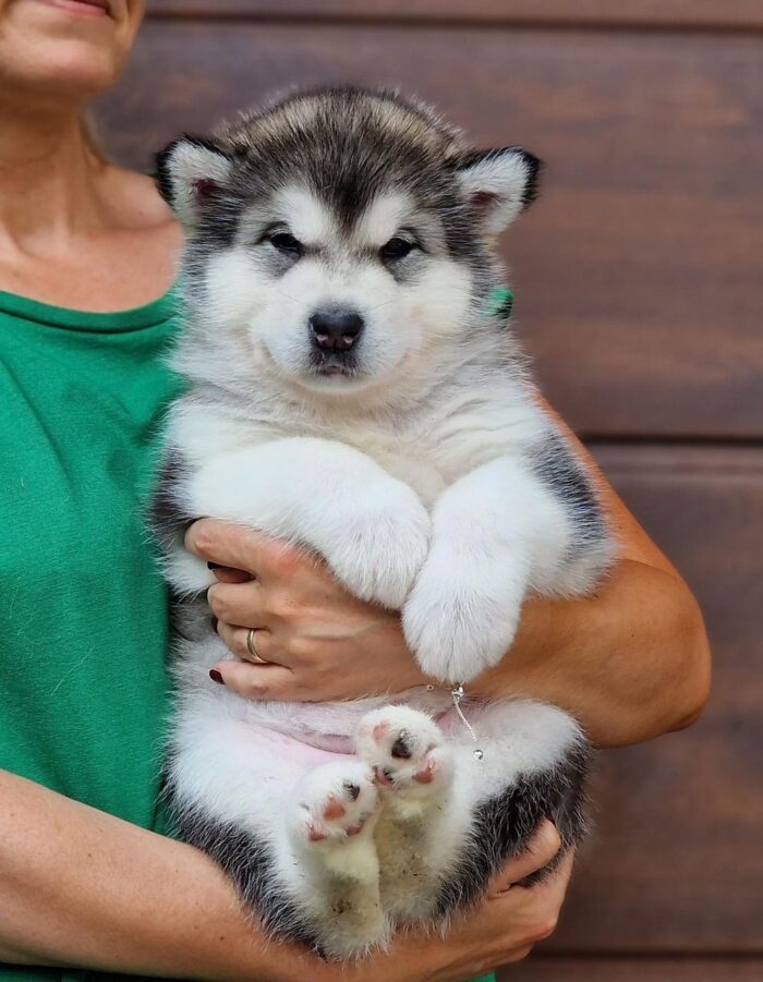 Finn - Image 2