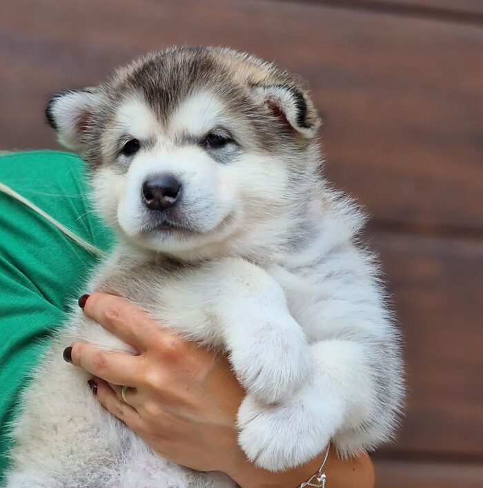 Finn - Image 1