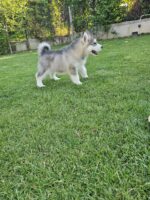 Lily - Image 4